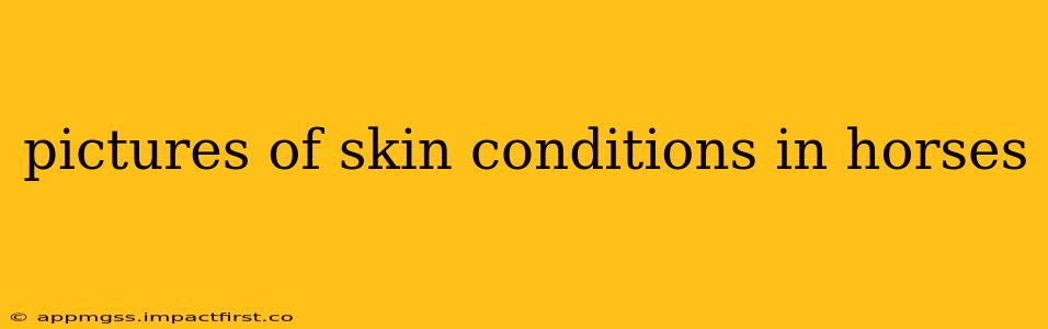 pictures of skin conditions in horses