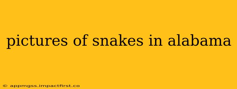 pictures of snakes in alabama