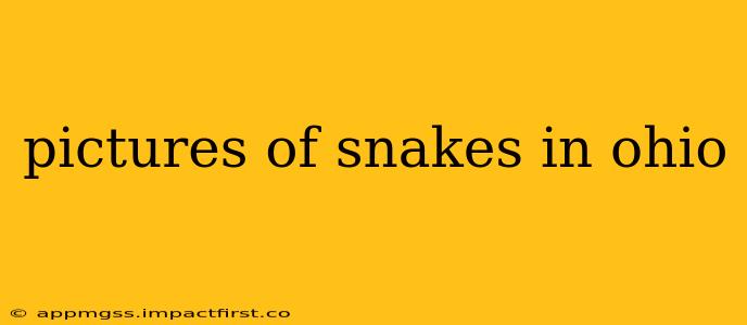 pictures of snakes in ohio