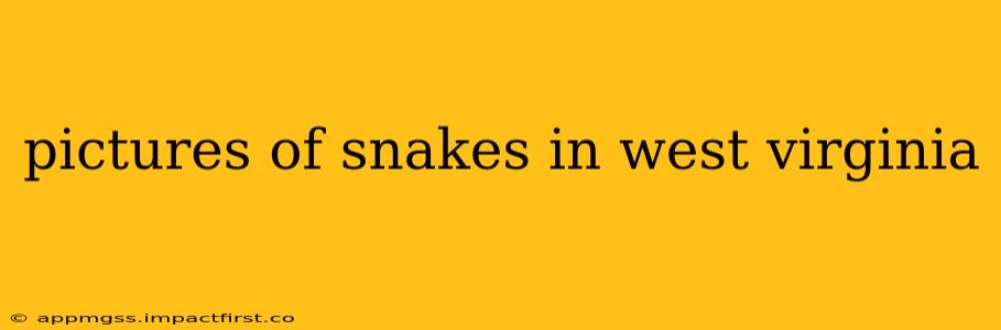 pictures of snakes in west virginia