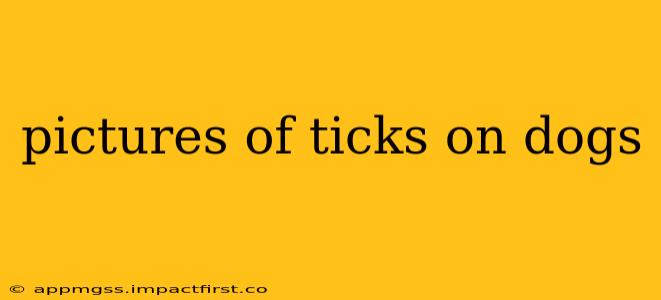 pictures of ticks on dogs