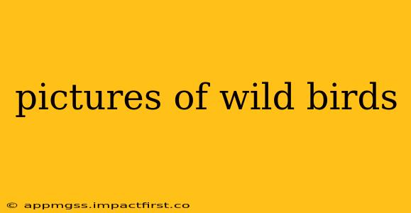 pictures of wild birds