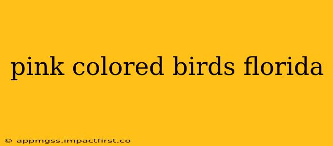 pink colored birds florida