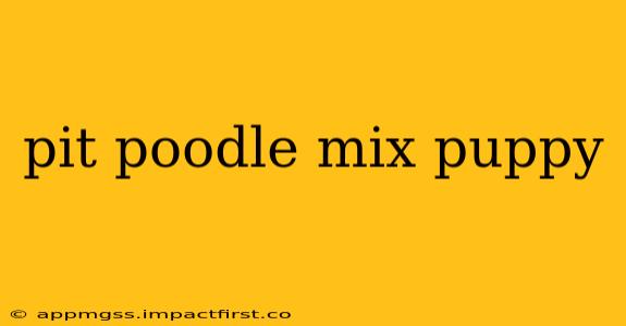 pit poodle mix puppy