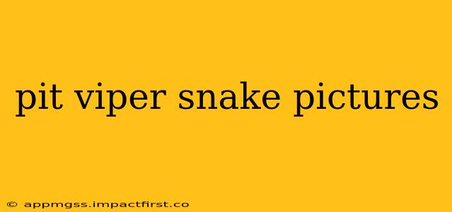 pit viper snake pictures