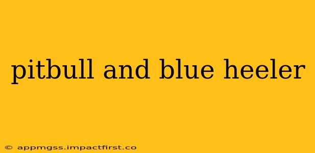 pitbull and blue heeler