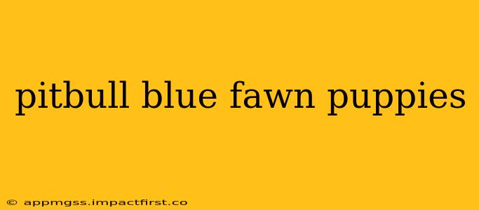 pitbull blue fawn puppies