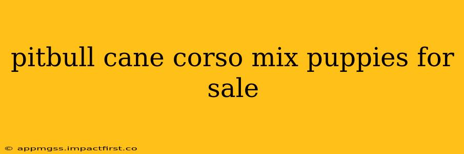 pitbull cane corso mix puppies for sale