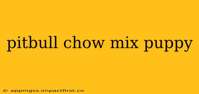 pitbull chow mix puppy