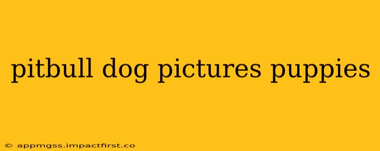 pitbull dog pictures puppies
