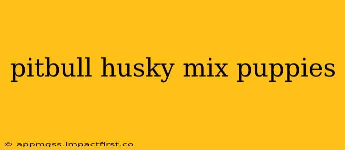 pitbull husky mix puppies