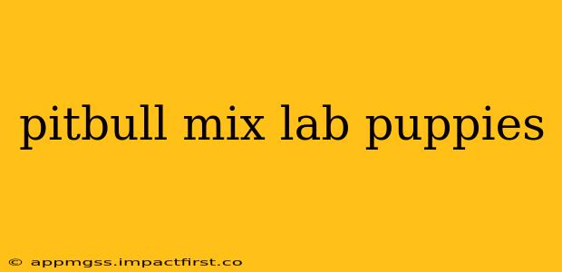 pitbull mix lab puppies