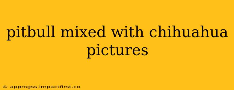 pitbull mixed with chihuahua pictures