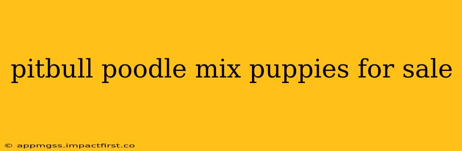 pitbull poodle mix puppies for sale