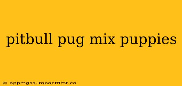 pitbull pug mix puppies