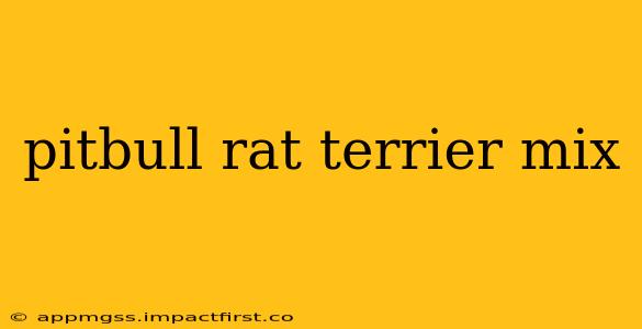 pitbull rat terrier mix