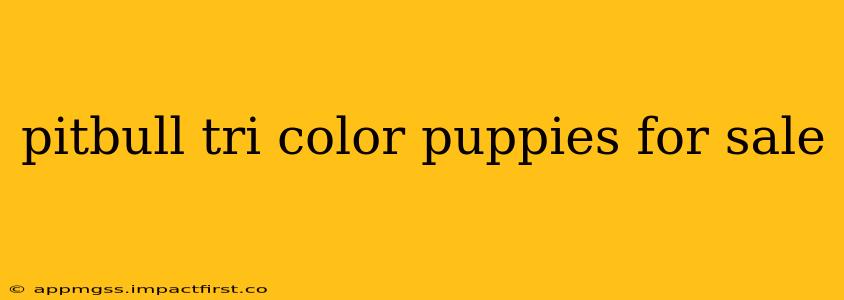 pitbull tri color puppies for sale