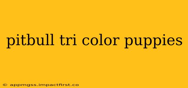 pitbull tri color puppies