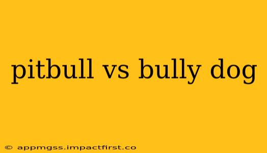 pitbull vs bully dog