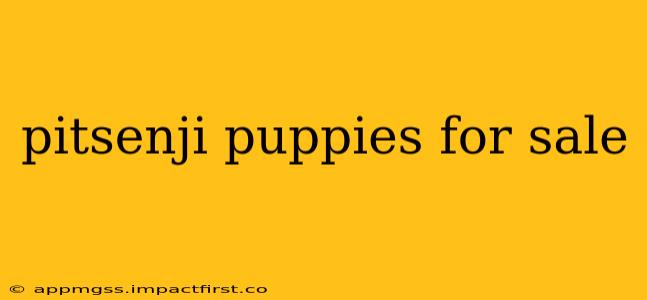 pitsenji puppies for sale