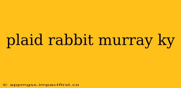 plaid rabbit murray ky