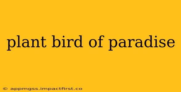 plant bird of paradise