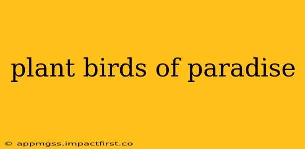 plant birds of paradise