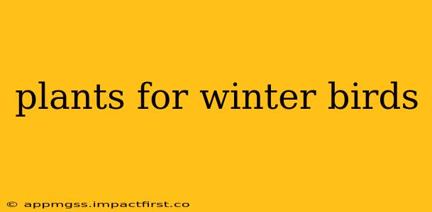 plants for winter birds