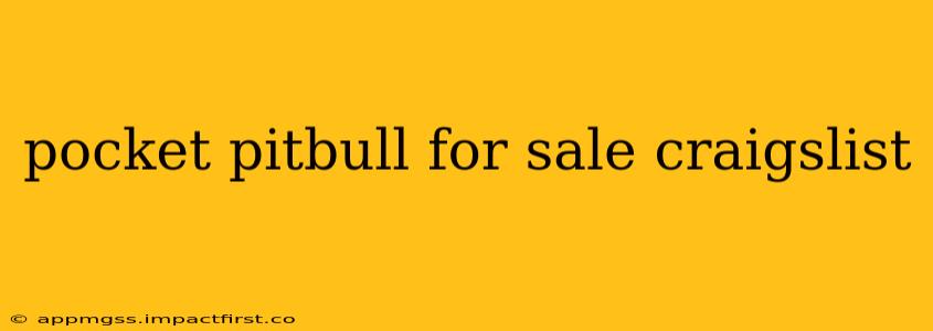 pocket pitbull for sale craigslist