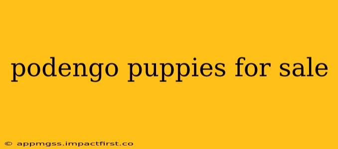 podengo puppies for sale