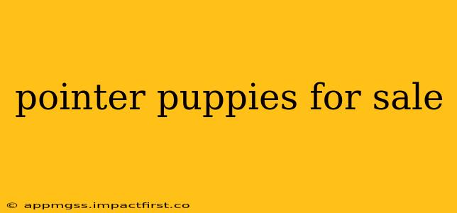 pointer puppies for sale