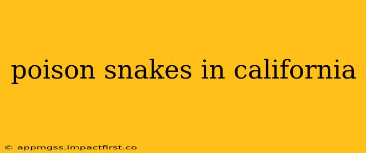 poison snakes in california