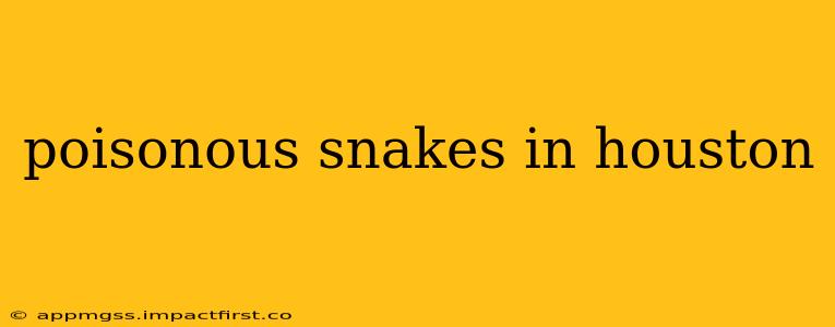 poisonous snakes in houston