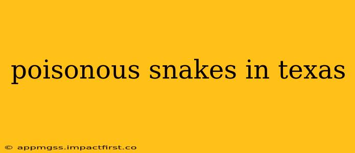 poisonous snakes in texas