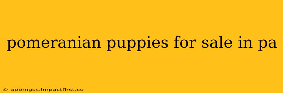 pomeranian puppies for sale in pa
