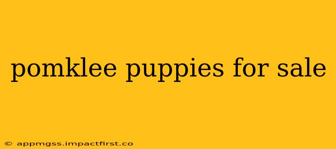 pomklee puppies for sale
