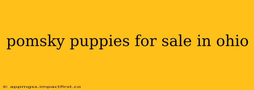 pomsky puppies for sale in ohio