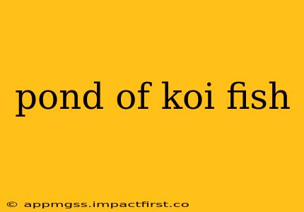 pond of koi fish