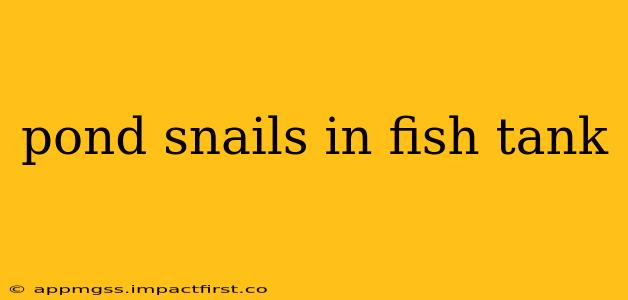 pond snails in fish tank