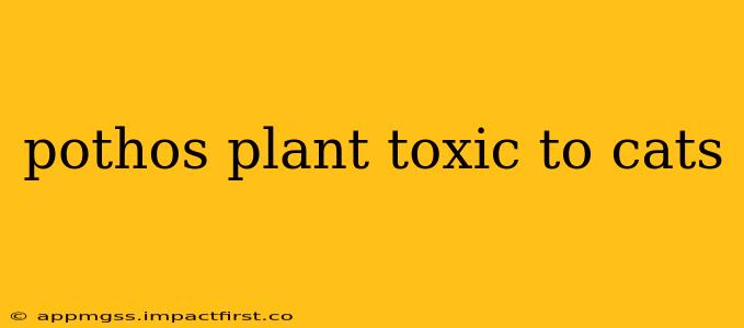 pothos plant toxic to cats