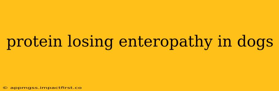 protein losing enteropathy in dogs