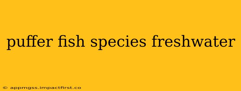 puffer fish species freshwater