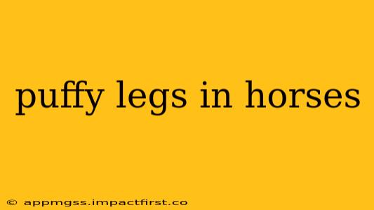 puffy legs in horses