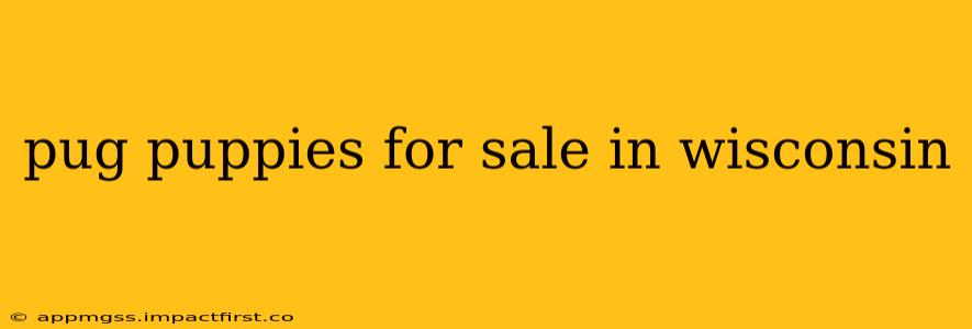 pug puppies for sale in wisconsin