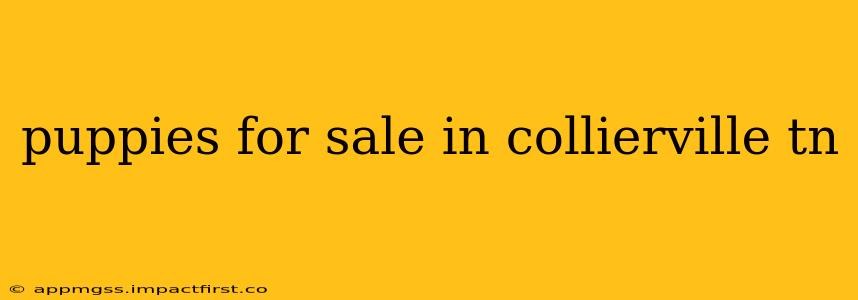 puppies for sale in collierville tn