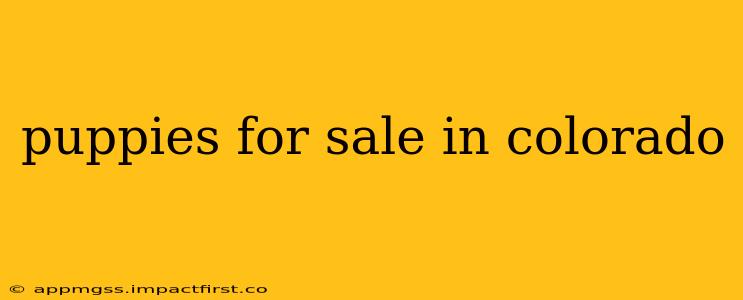 puppies for sale in colorado