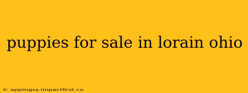 puppies for sale in lorain ohio