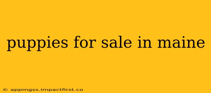puppies for sale in maine