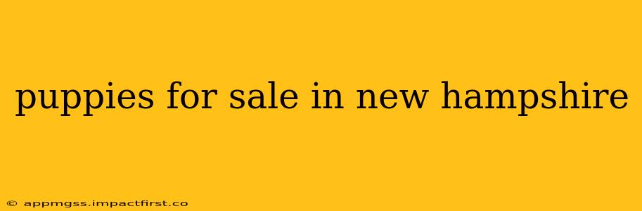 puppies for sale in new hampshire