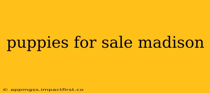 puppies for sale madison